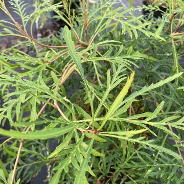 Lomatia silaifolia - Lomatie