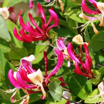 Lonicera periclymenum Fragrant Cloud - Wald-Geißschlinge