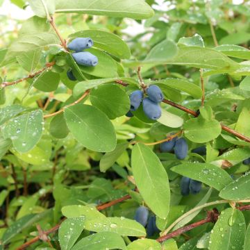 Heckenkirsche - Lonicera kamtschatica