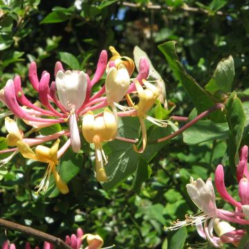 Lonicera caprifolium - Jelängerjelieber