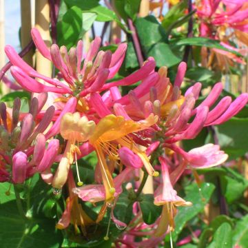 Lonicera heckrottii American Beauty - Feuer-Geißblatt