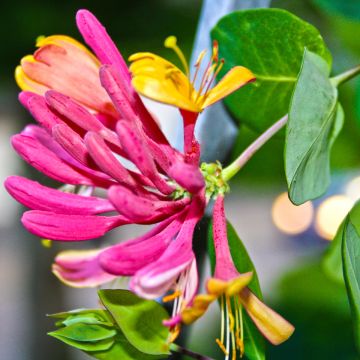 Lonicera heckrottii Gold Flame - Feuer-Geißblatt