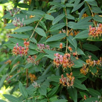 Lonicera henryi - Immergrünes Geißblatt