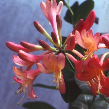 Lonicera Celestial - Wald-Geißschlinge