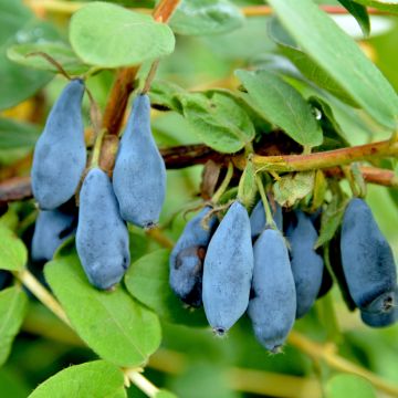 Heckenkirsche Regina - Lonicera kamtschatica