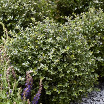 Lonicera nitida Garden Clouds Copper Glow - Heckenmyrte