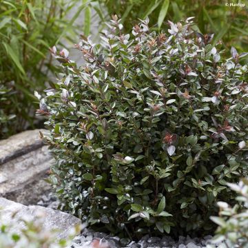 Lonicera nitida Purple Storm - Heckenmyrte