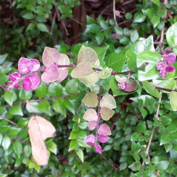 Lonicera nitida Red Tips - Heckenmyrte