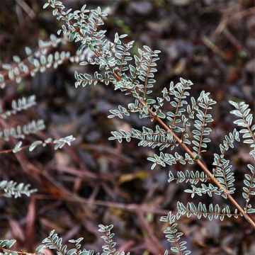 Lonicera nitida Silver Beauty - Heckenmyrte