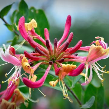 Chèvrefeuille Belgica Select - Lonicera periclymenum