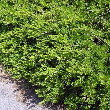 Lonicera pileata Mossgreen - Chèvrefeuilles à cupule