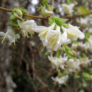 Lonicera purpusii Winter Beauty - Winter-Heckenkirsche