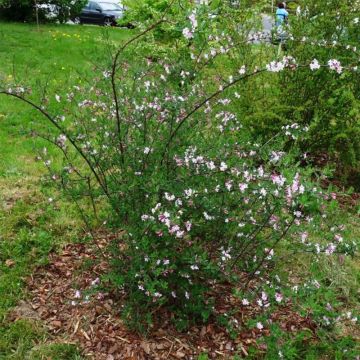 Lonicera syringantha - Heckenkirsche