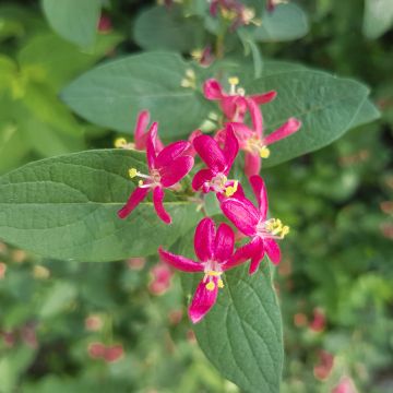 Lonicera tatarica Arnold Red - Tatarische Heckenkirsche