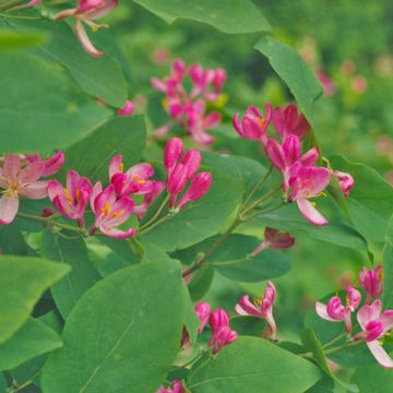 Lonicera tatarica Hack's Red - Chèvrefeuille de tatarie