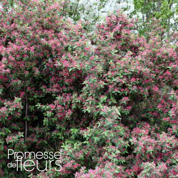 Lonicera tatarica Rosea - Tatarische Heckenkirsche