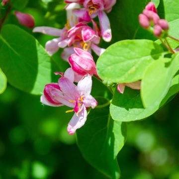 Lonicera tatarica Rosea - Tatarische Heckenkirsche