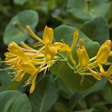 Lonicera tellmaniana - Gold-Geißblatt