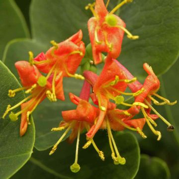 Lonicera heckrottii Firecracker - Feuer-Geißblatt