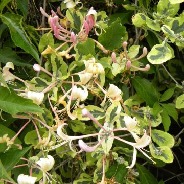 Chèvrefeuille panaché - Lonicera x italica Harlequin