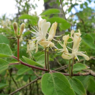 Lonicera xylosteum - Geißblatt