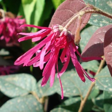 Loropetalum chinense Fire dance - Riemenblüte