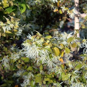 Loropetalum chinense Carolina Moonlight - Riemenblüte