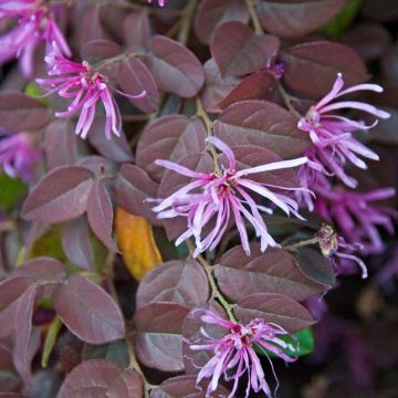 Loropetalum chinense Pipa's Red - Riemenblüte