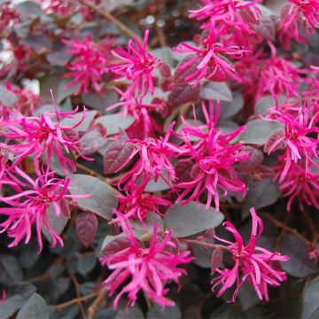 Loropetalum chinense Plum Gorgeous - Riemenblüte