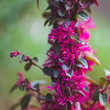 Loropetalum chinense Rose in Black - Riemenblüte