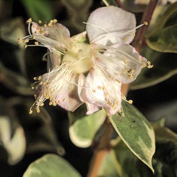 Luma apiculata Glanleam Gold - Chilenische Myrte