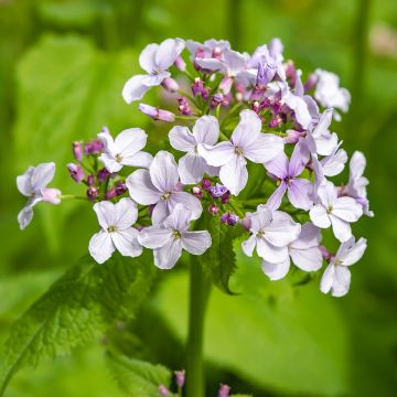 Ausdauerndes Silberblatt - Lunaria rediviva