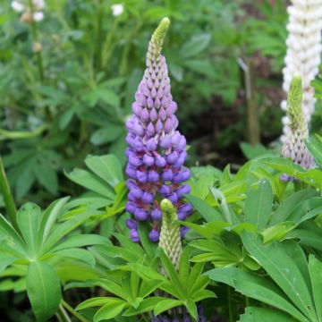 Staudenlupine Gallery Blue