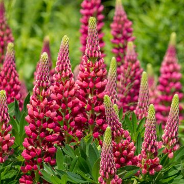 Lupin Gallery Red