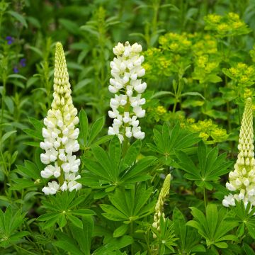 Staudenlupine Gallery White