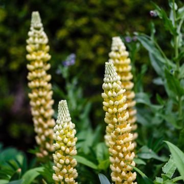 Staudenlupine Gallery Yellow