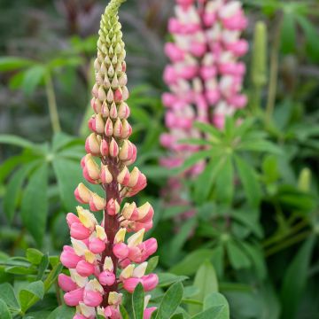 Staudenlupine The Châtelaine