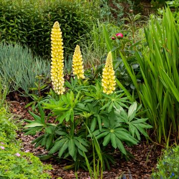 Staudenlupine Chandelier