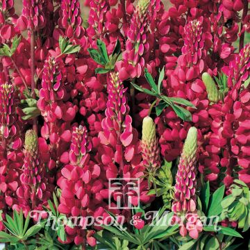 Lupine Morello Cherry (Samen)