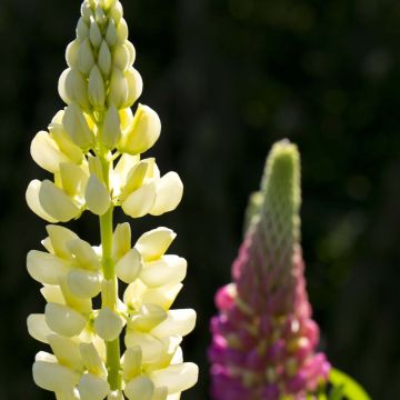 Staudenlupine Russell Band of Nobles