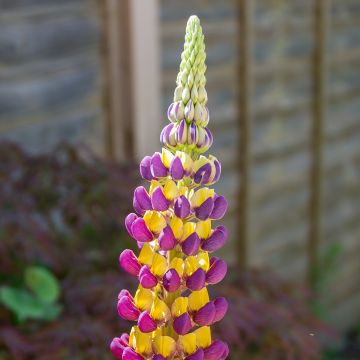 Staudenlupine West Country Manhattan Lights