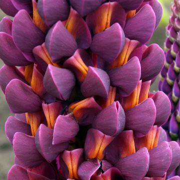 Lupin West Country Masterpiece