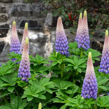 Lupin West Country Persian Slipper bleu-violacé.