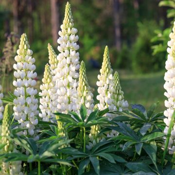 Staudenlupine West Country Polar Princess