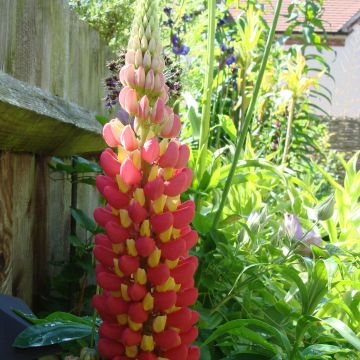 Lupin West Country Tequila Flame rouge et jaune