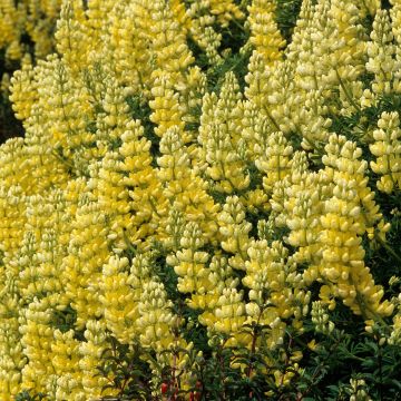 Baum-Lupine - Lupinus arboreus