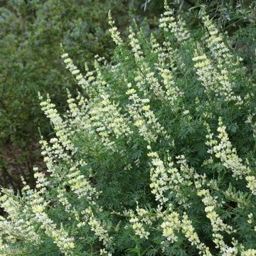 Lupin arboreus