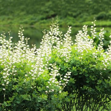 Lupin indigo - Baptisia australis Alba