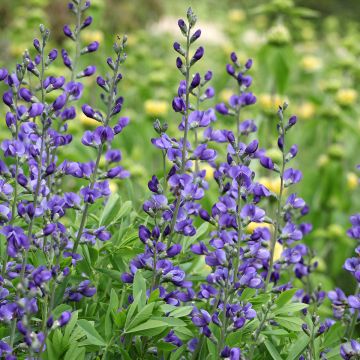 Baptisia australis - Färberhülse