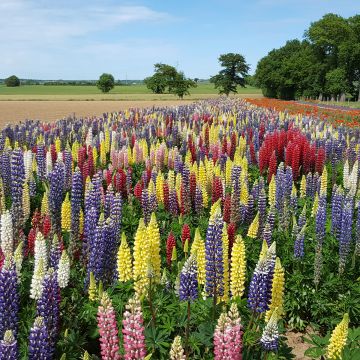 Vielblättrige Lupine Band Of Nobles (Samen)